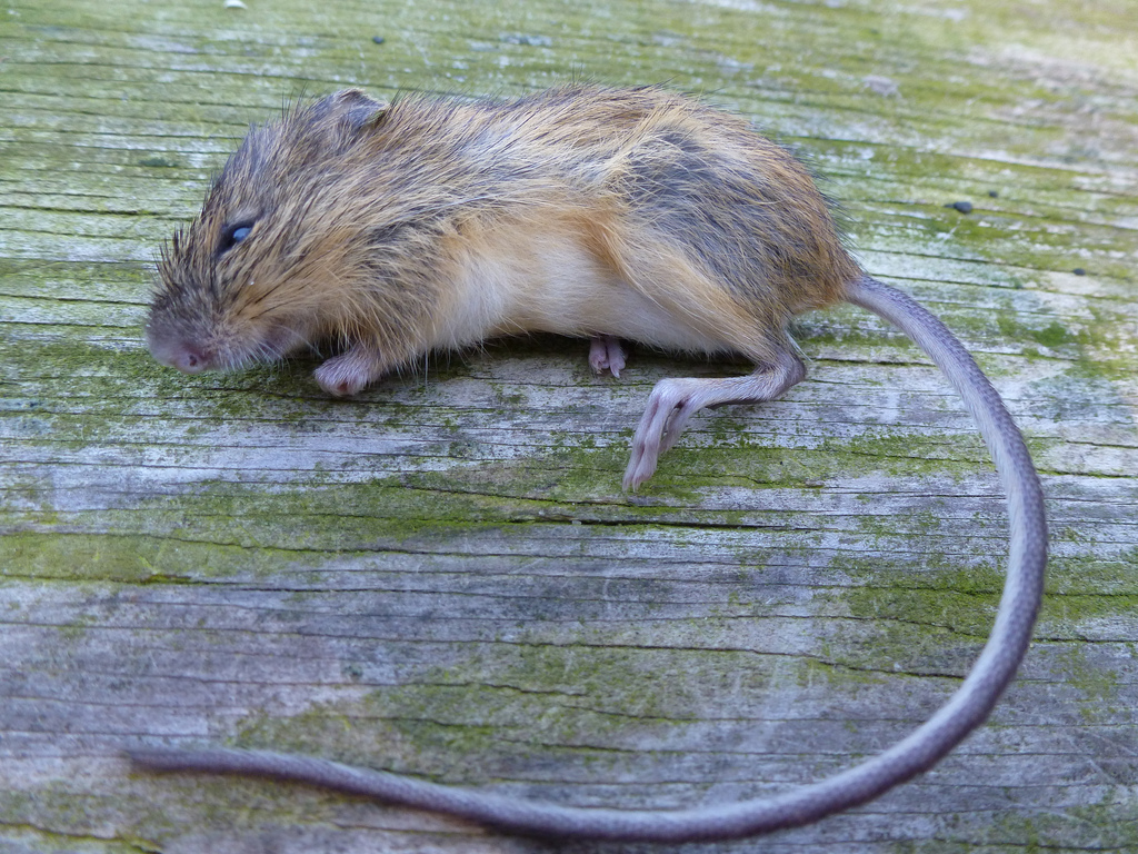 Georgia Jumping Mouse