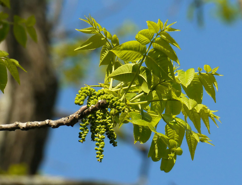 Black Walnut flowers in spring in Montgomery Co., Maryland (4/18/2010).