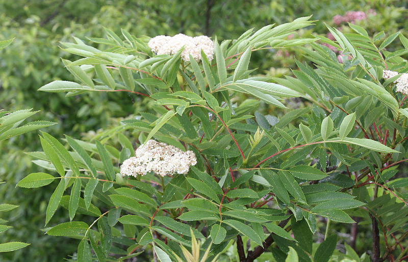 American Mountain Ash in Allegany Co., Maryland (6/11/2014).