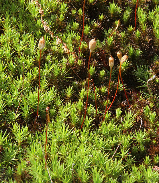 Maryland Biodiversity Project Common Haircap Moss Polytrichum Commune