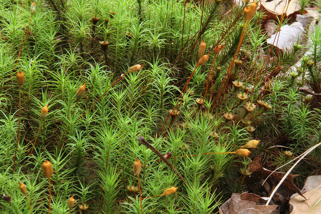 Maryland Biodiversity Project - Common Haircap Moss (polytrichum Commune)