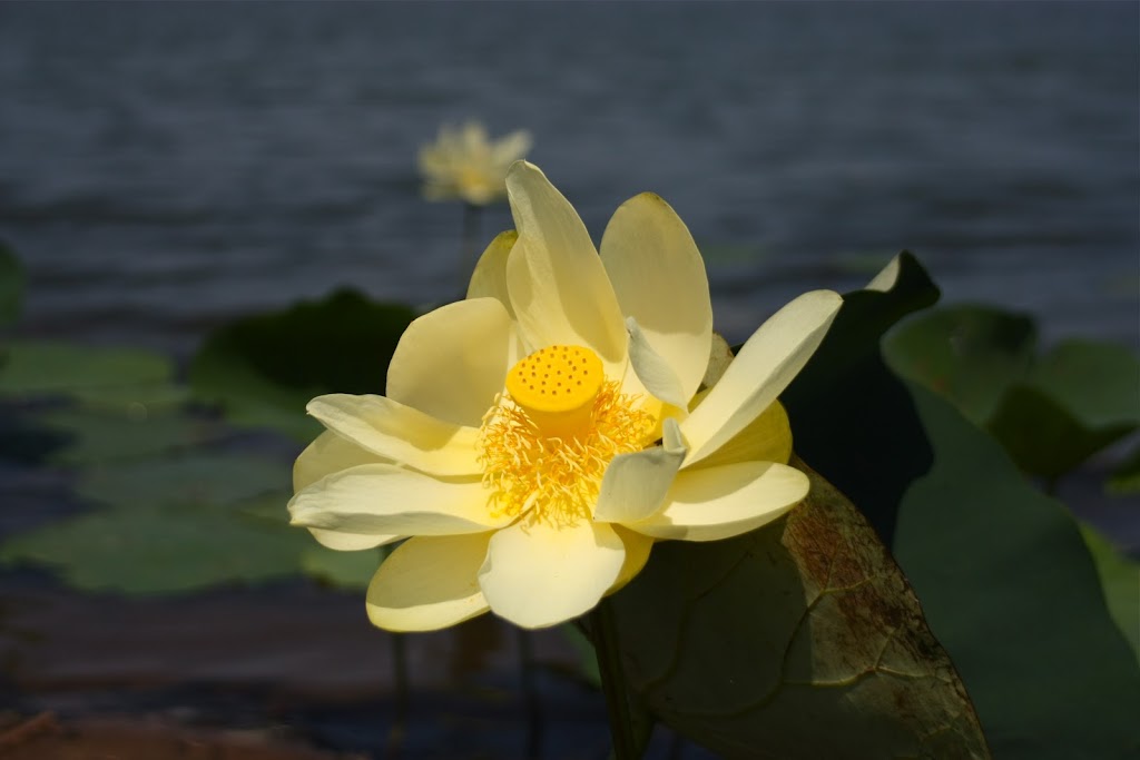 Maryland Biodiversity Project - American Lotus (Nelumbo lutea)