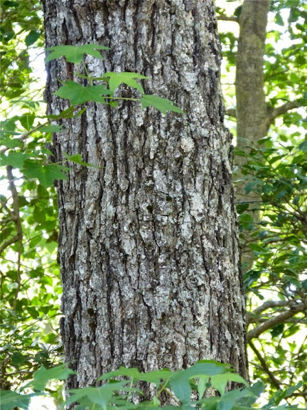 The bark of a Cherrybark Oak in Somerset Co., Maryland (6/24/2014).