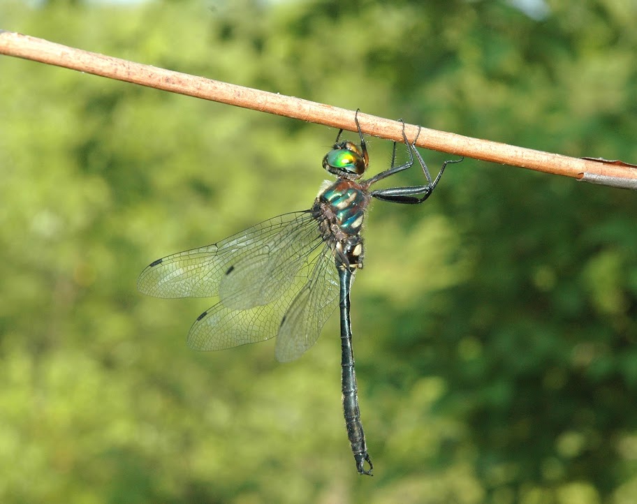 Dragonfly Clamp - Dragonfly