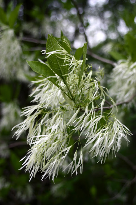 Blooming White Fringetree growing in Worcester Co., Maryland (4/28/2012).