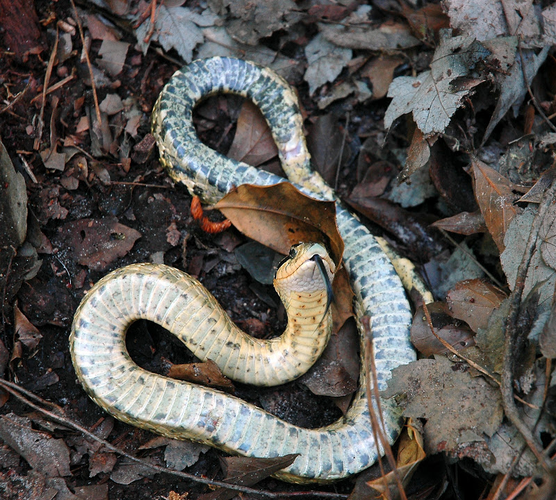 Eastern hognose snake playing dead - Heterodon platyrhinosj Stock