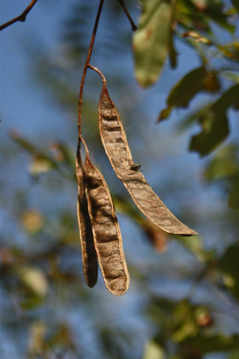 Black Locust seed pods in Somerset Co., Maryland (10/20/2012).