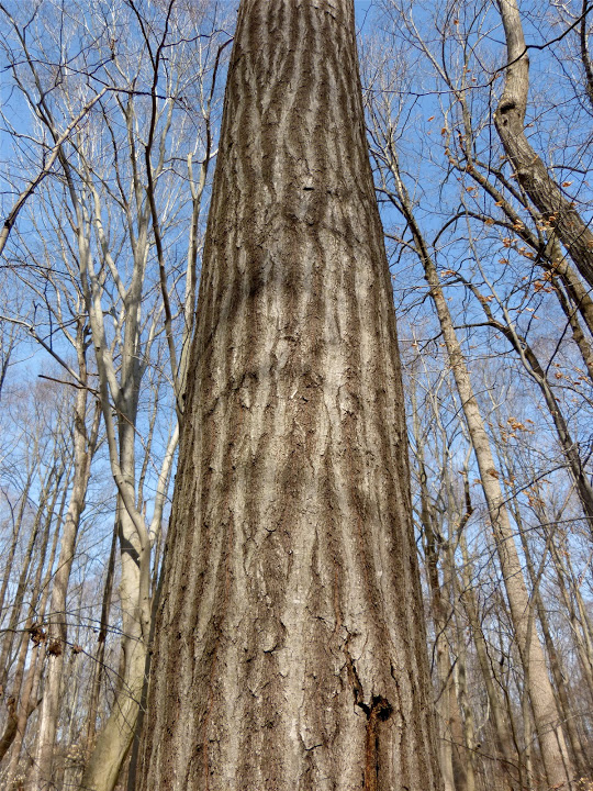 Northern Red Oak Information