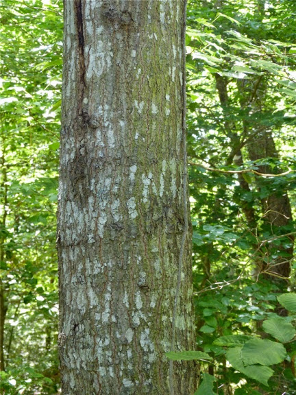 Scarlet Oak in Somerset Co., Maryland (6/24/2014).