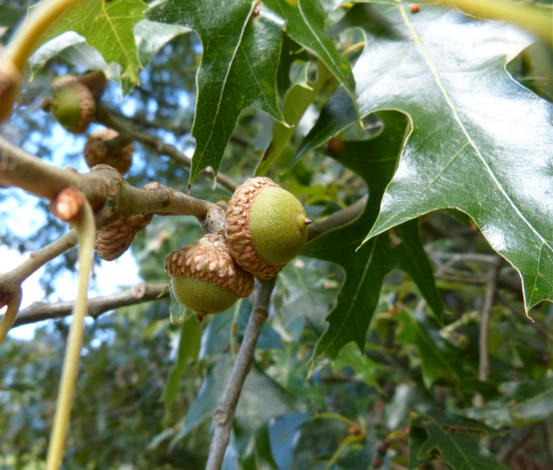 The acorns of a Southern Red Oak in Somerset Co., Maryland (9/15/2013).