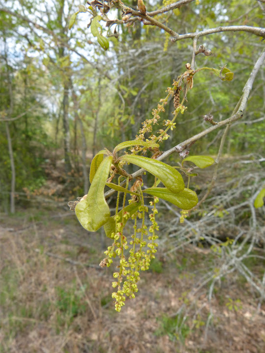 Maryland Biodiversity Project - Water Oak (Quercus nigra)