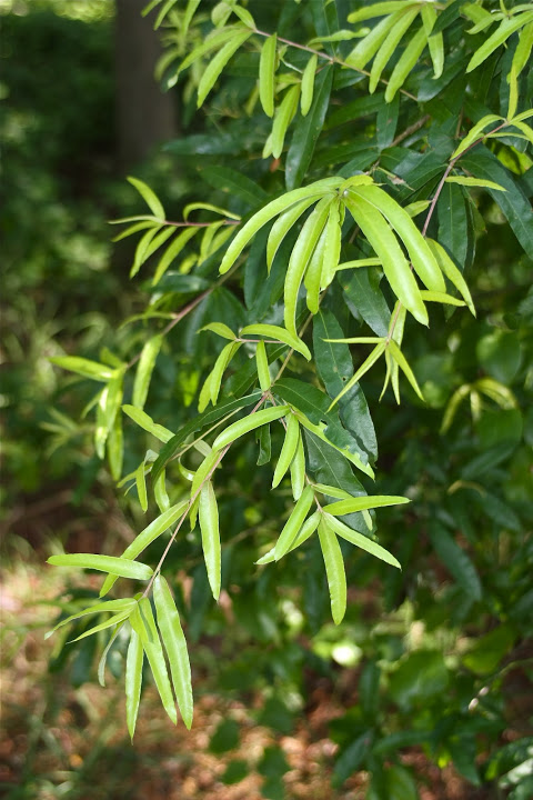 New leaf growth on a Willow oak in Sussex Co., Delaware (6/23/2012).