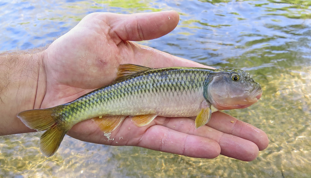 About River Chub Maryland Biodiversity Project