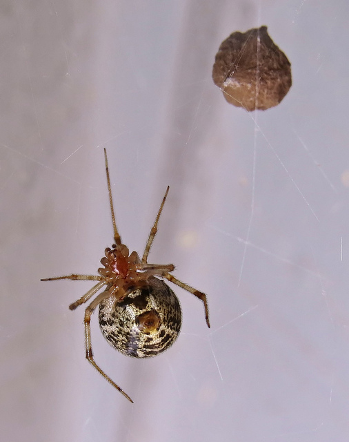 Spiders in corners, Part 1: Common house spider, <i>Parasteatoda  tepidariorum</i> — Bug of the Week
