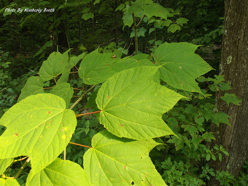 Striped Maple in Allegany Co., Maryland (7/21/2014).