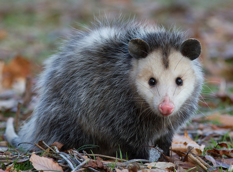 Maryland Biodiversity Project - Virginia Opossum (Didelphis ...
