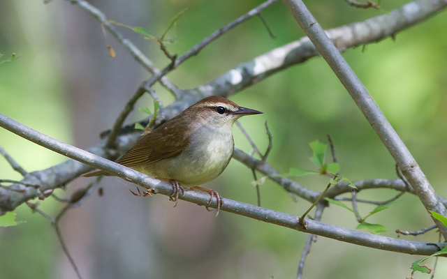Maryland Biodiversity Project - Swainson's Warbler (Limnothlypis ...