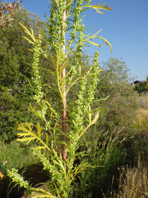 About Biennial Wormwood - Maryland Biodiversity Project