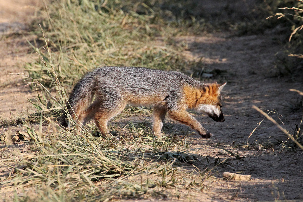 A Gray Fox in Allegany Co., Maryland (6/25/2013). 