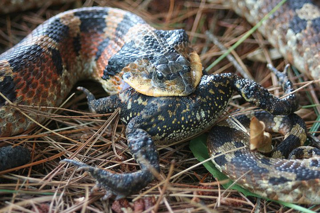 Maryland Biodiversity Project - Eastern Hog-nosed Snake (Heterodon