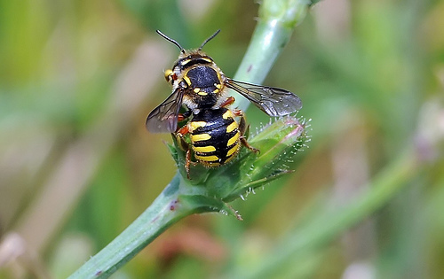 There is always hope. — A very angry European Wool-Carder Bee (Anthidium