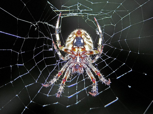 Animythology: Spiders - Shaver's Creek Environmental Center