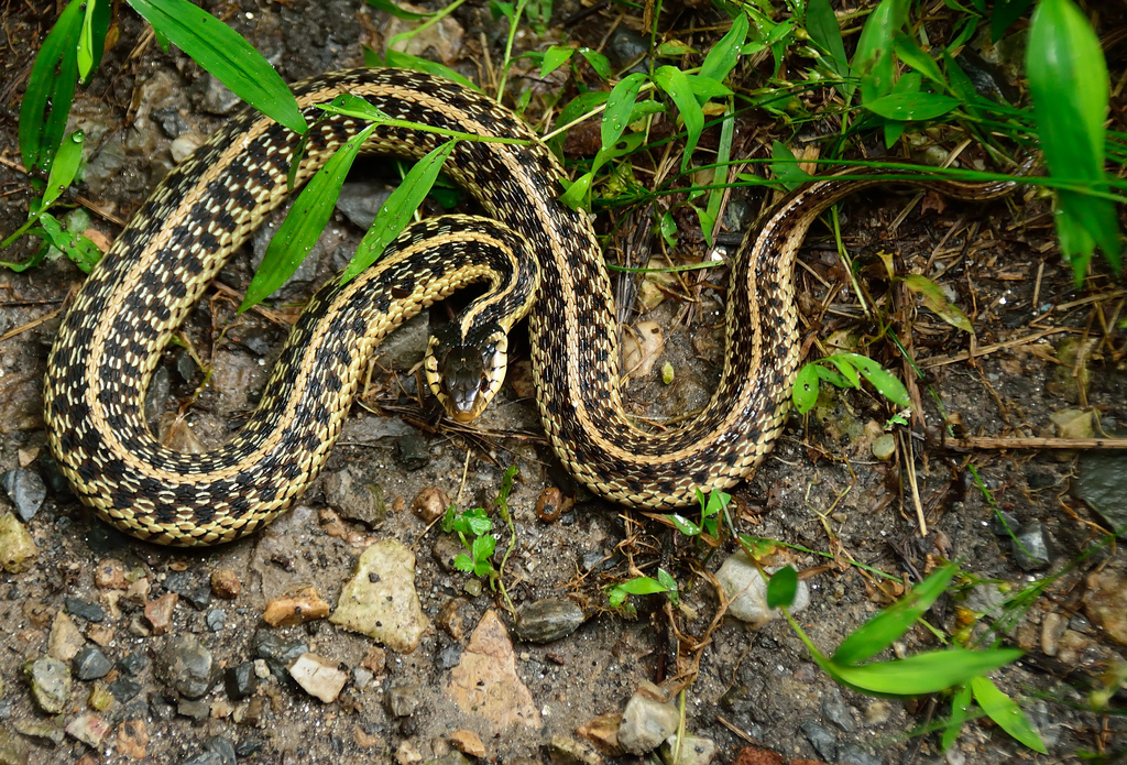 Maryland Biodiversity Project - Eastern Gartersnake (Thamnophis Sirtalis)