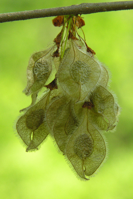 Seeds of an American Elm in Delaware Co., Ohio (5/8/2005).