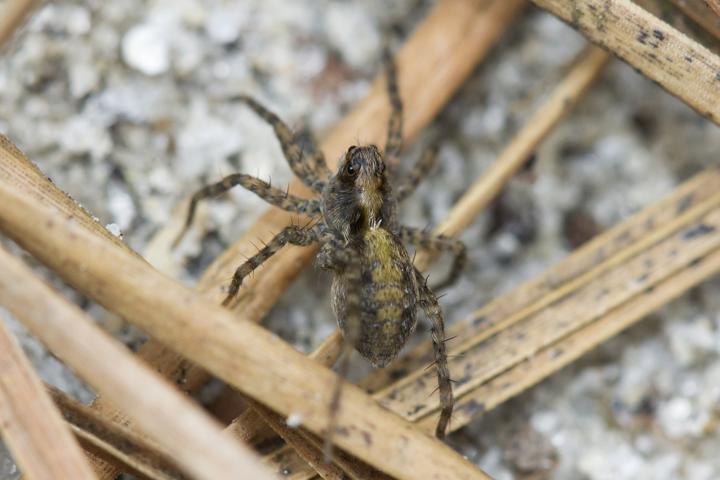 thin-legged wolf spider