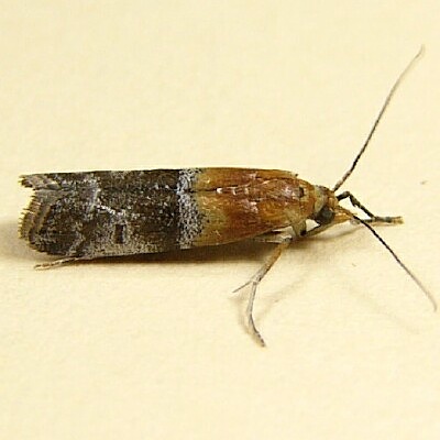 Maryland Biodiversity Project - Paler Moodna Moth (Moodna pallidostrinella)