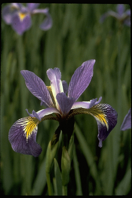 Maryland Biodiversity Project - Harlequin Blueflag (Iris versicolor)