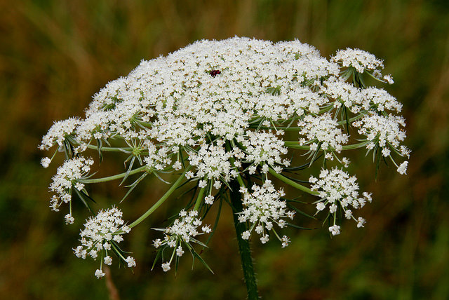 queens lace flower