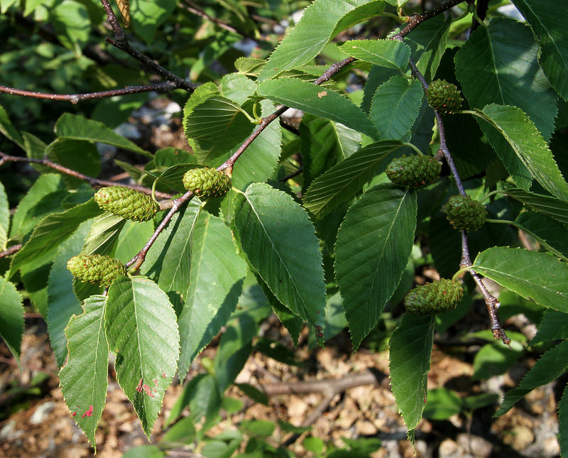 Catkins of Sweet Birch in Allegany Co., Maryland (7/11/2014).