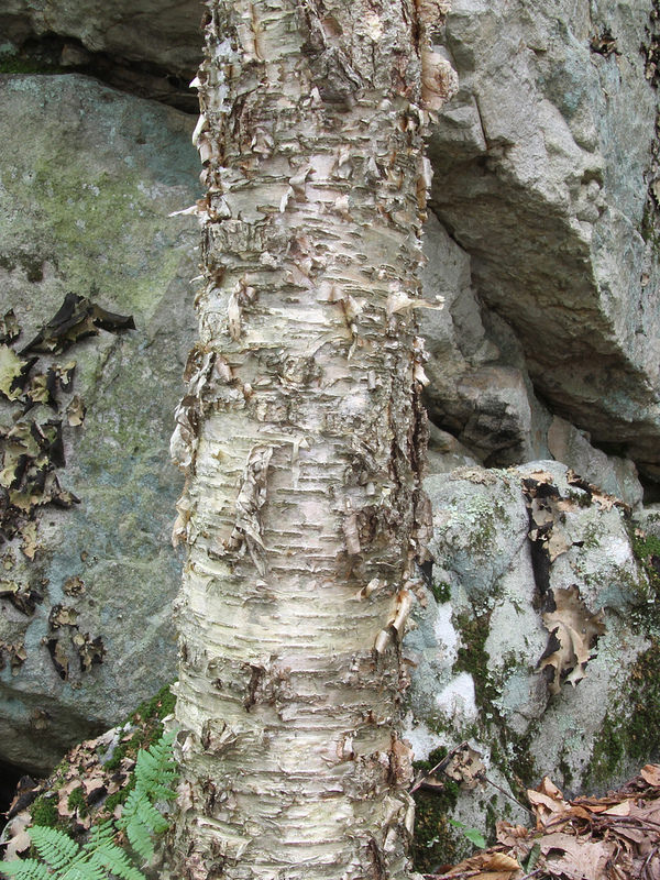 Yellow Birch in Garrett Co., Maryland (7/12/2014).