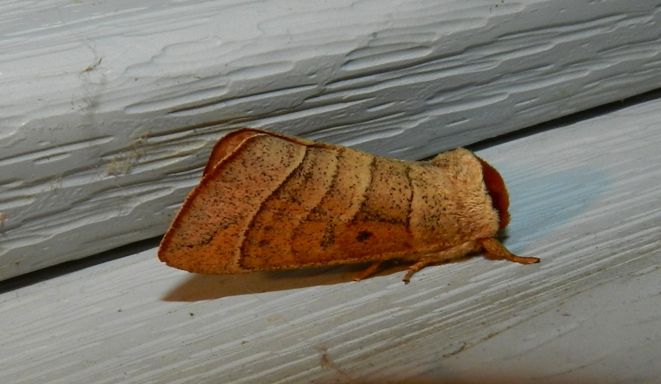 Maryland Biodiversity Project - Contracted Datana Moth (Datana contracta)
