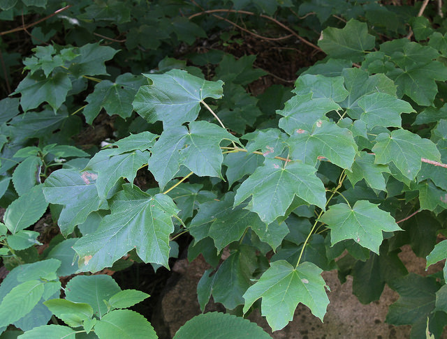 Black Maple in Harford Co., Maryland (6/24/2014).