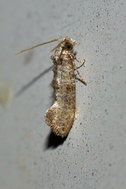 Maryland Biodiversity Project - Clemens' Bark Moth (Xylesthia ...