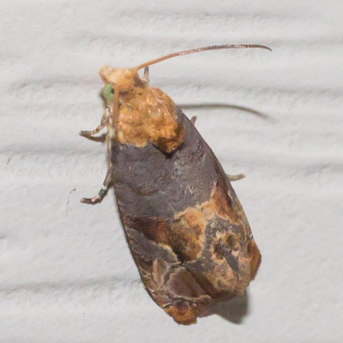 Maryland Biodiversity Project - Tulip Tree Leaftier Moth (Paralobesia ...