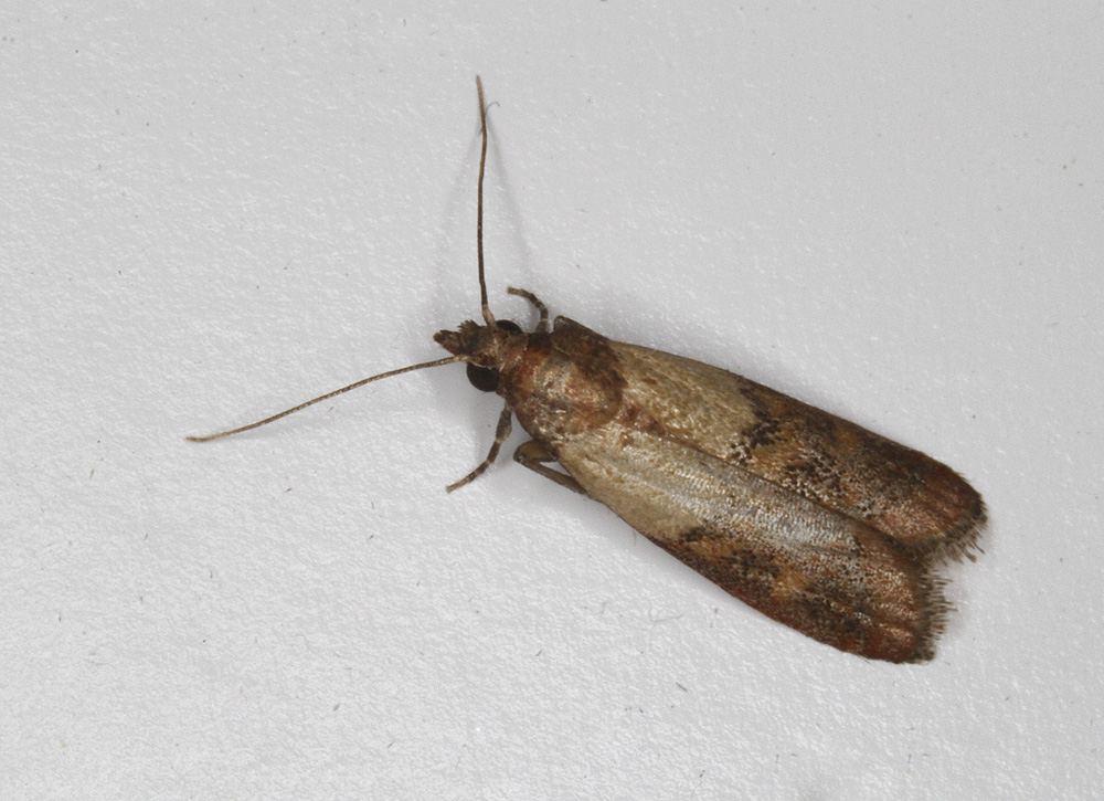 Maryland Biodiversity Project - Indian Meal Moth (Plodia interpunctella)