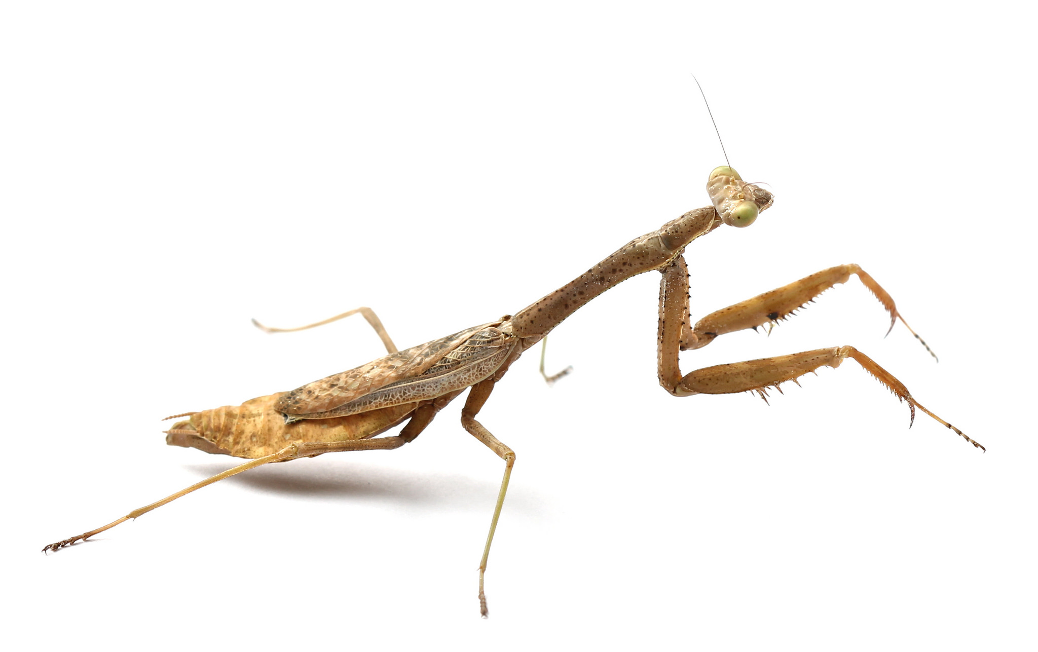 Maryland Biodiversity Project - Carolina Mantis (Stagmomantis carolina)