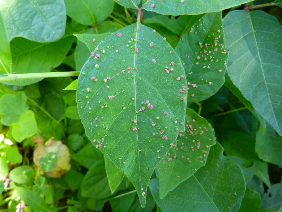 Maryland Biodiversity Project Poison Ivy Leaf Gall Mite Aculops Rhois,Wedding Father Daughter Dance Quotes