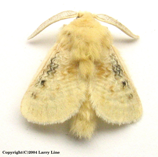 Maryland Biodiversity Project - Black-waved Flannel Moth (Megalopyge ...