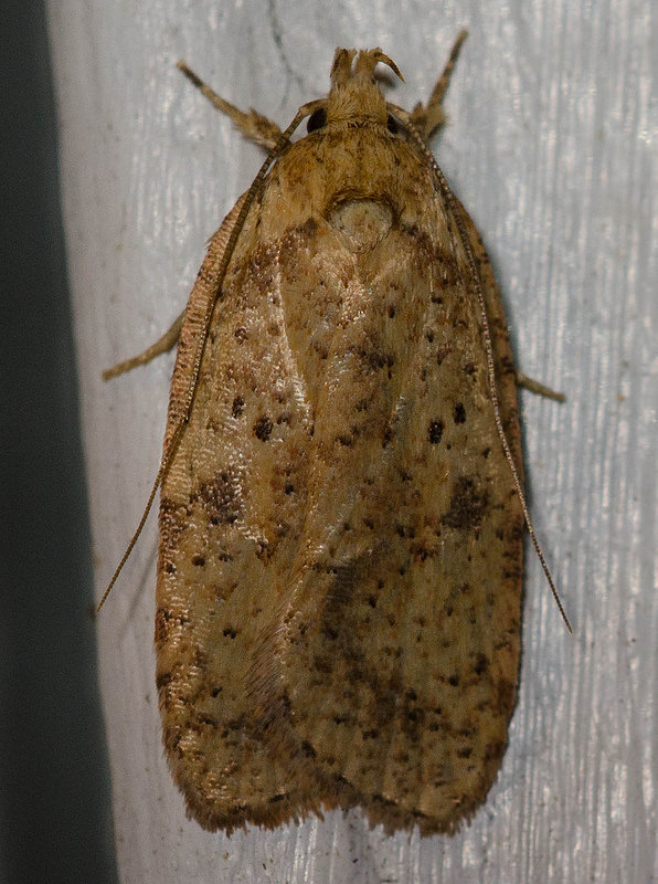 Maryland Biodiversity Project - Canadian Agonopterix Moth (Agonopterix ...