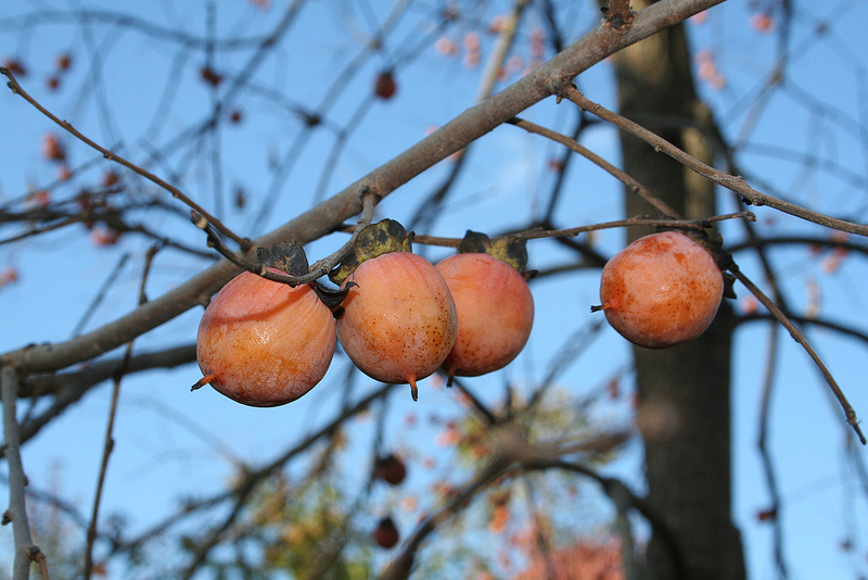 Árvores frutíferas mais fáceis de crescer em Maryland