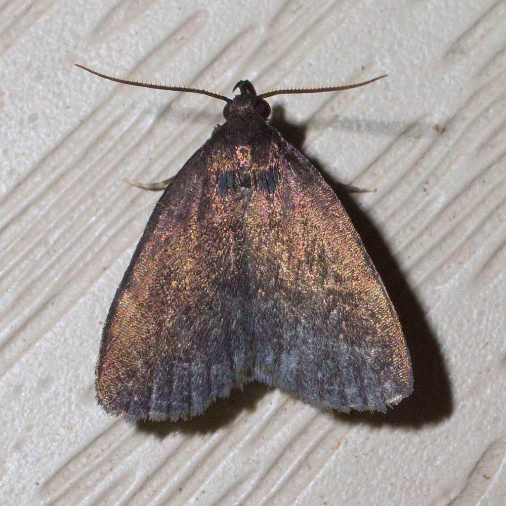 Maryland Biodiversity Project - Rotund Idia Moth (Idia rotundalis)