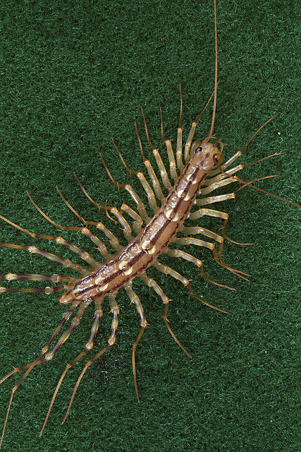 Maryland Biodiversity Project - House Centipede (Scutigera coleoptrata)