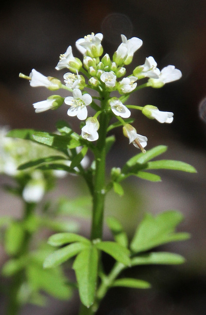 Pennsylvania Bitter Cress (Cardamine pensylvanica)