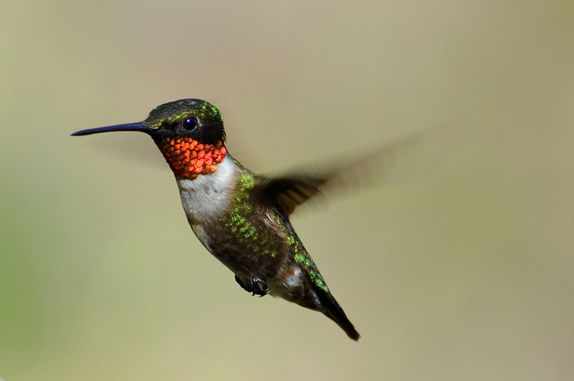 Maryland Biodiversity Project - Ruby-throated Hummingbird (Archilochus ...