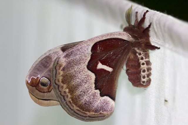 Moth Protection Services in Baltimore & Columbia, MD