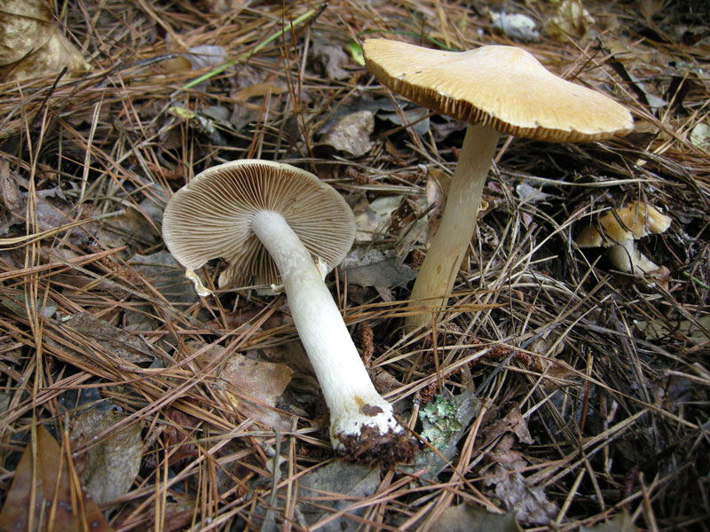 gypsy mushroom on the list of 40 edible mushrooms, veganliftz.com